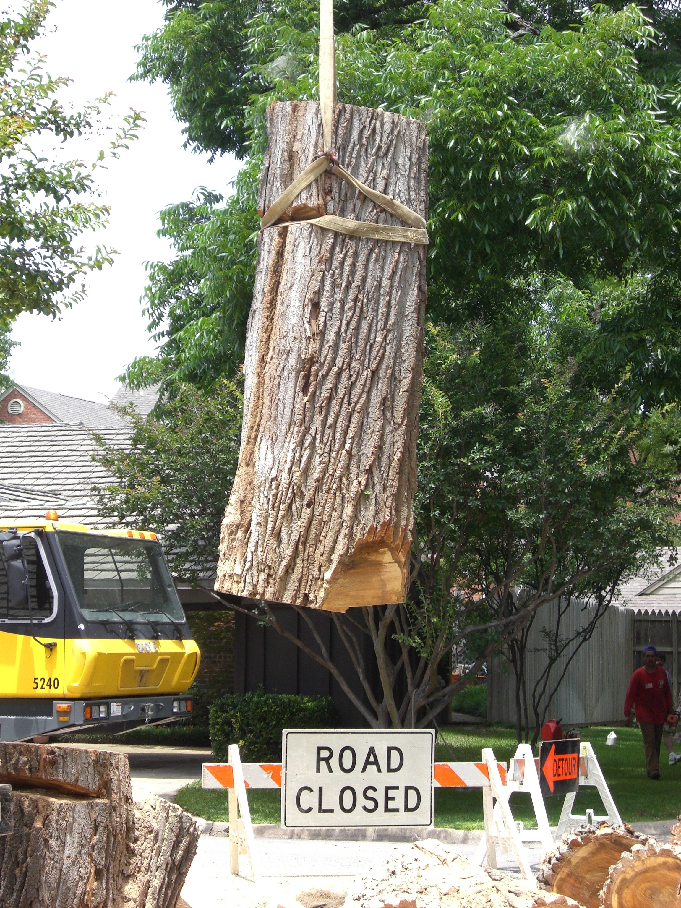 Dallas Tree Surgery and Tree Service by a Better Arborist in the Dallas