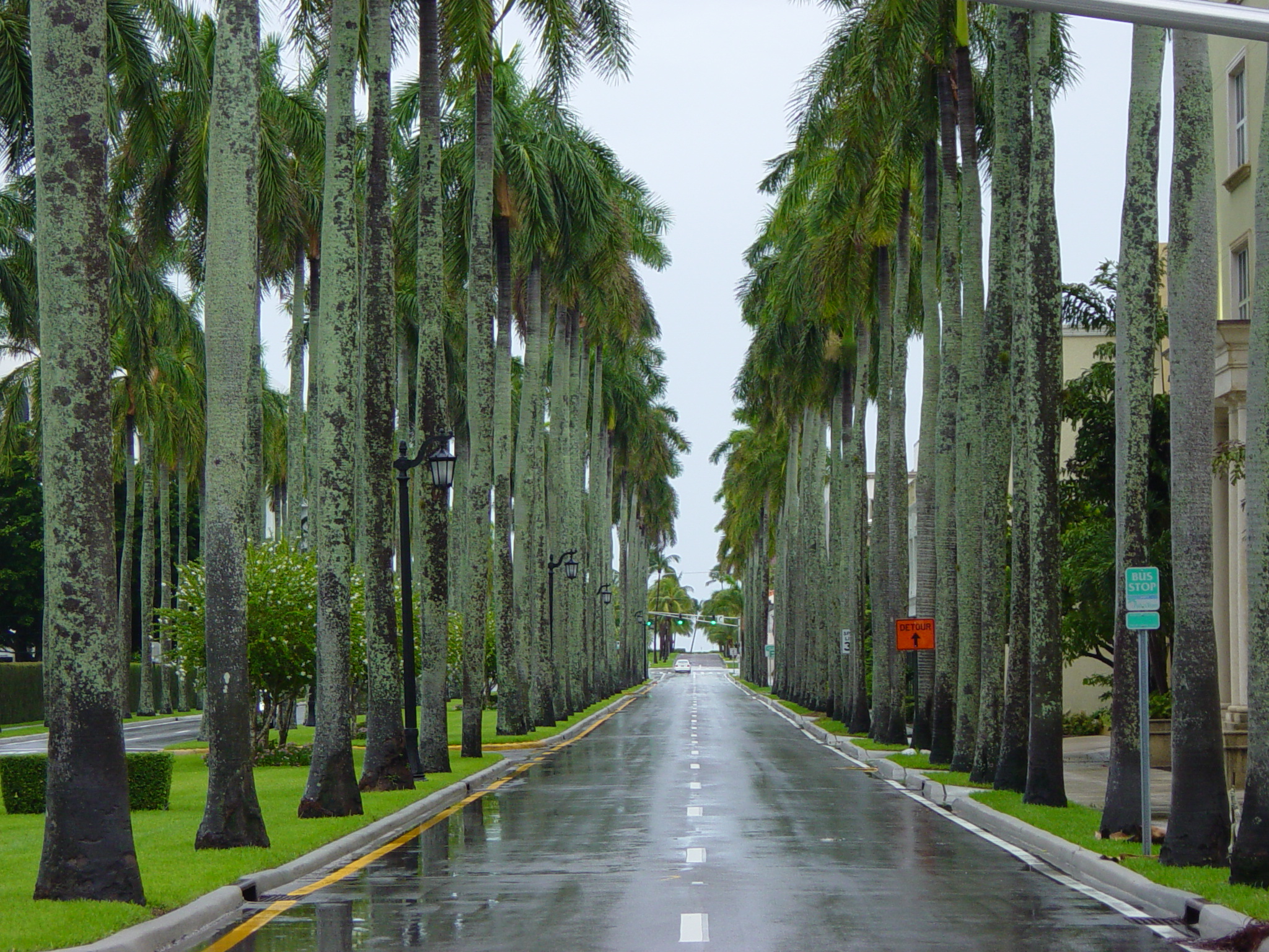 Tree Planting by a Better Arborist in the Dallas Fort Worth Metroplex
